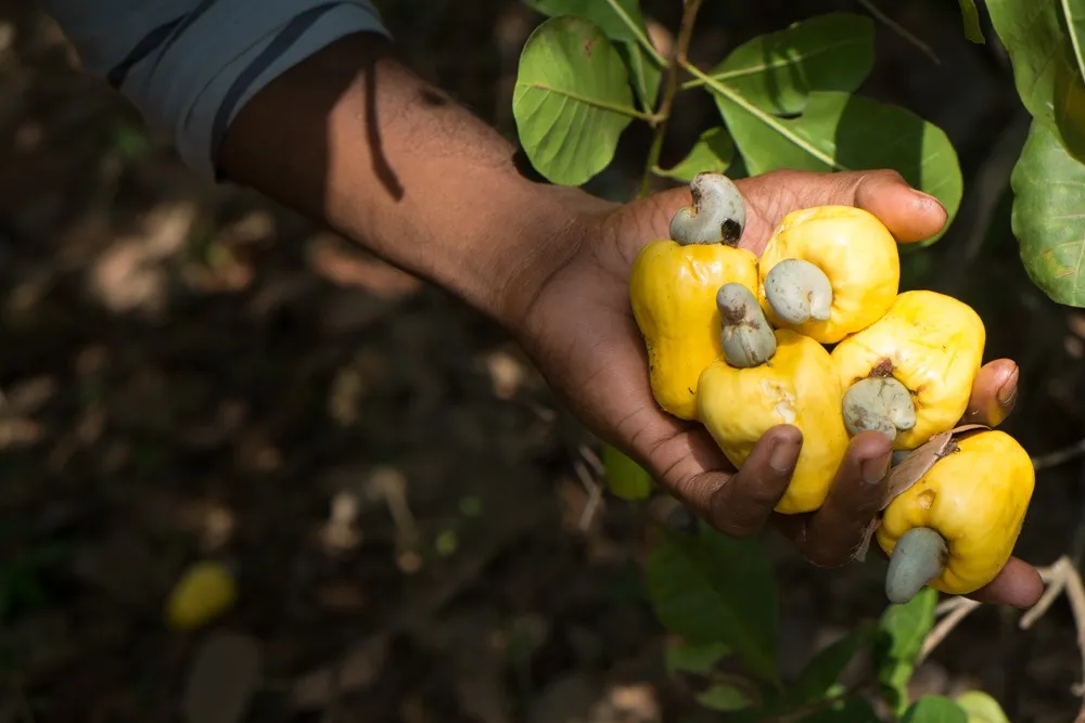 Cazulo Cashew Fruit - Copy