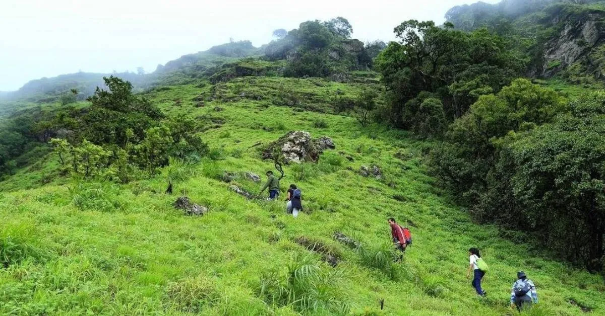 You can split a jeep ride with others or negotiate a round-trip auto-rickshaw to reach Mullayanagiri