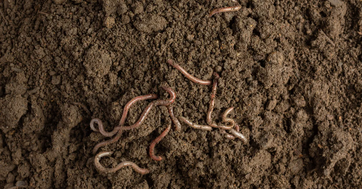 Earthworms returned to fields after just one Kharif season of regenerative farming in Gumla district.