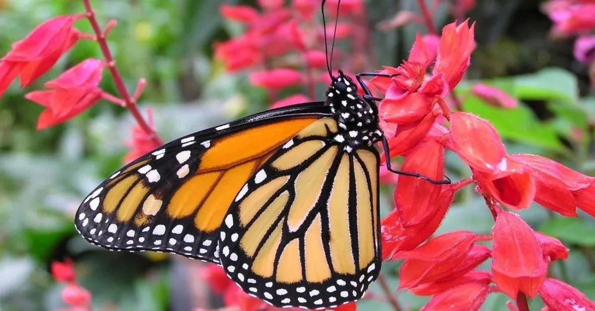 natural butterfly garden guide