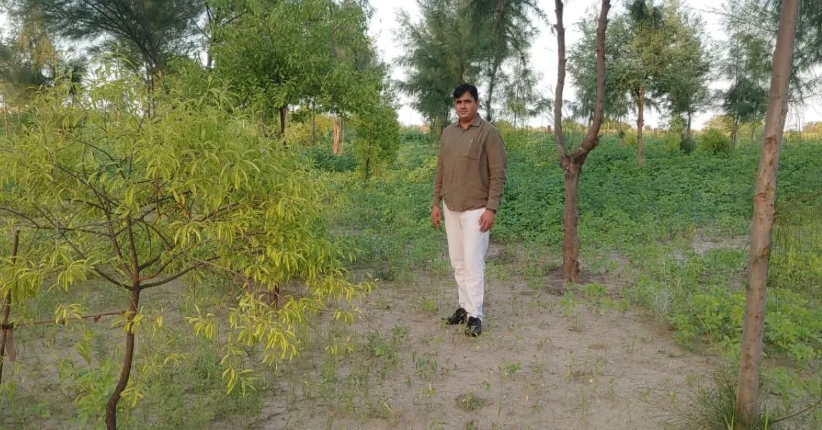 sandalwood (2)
