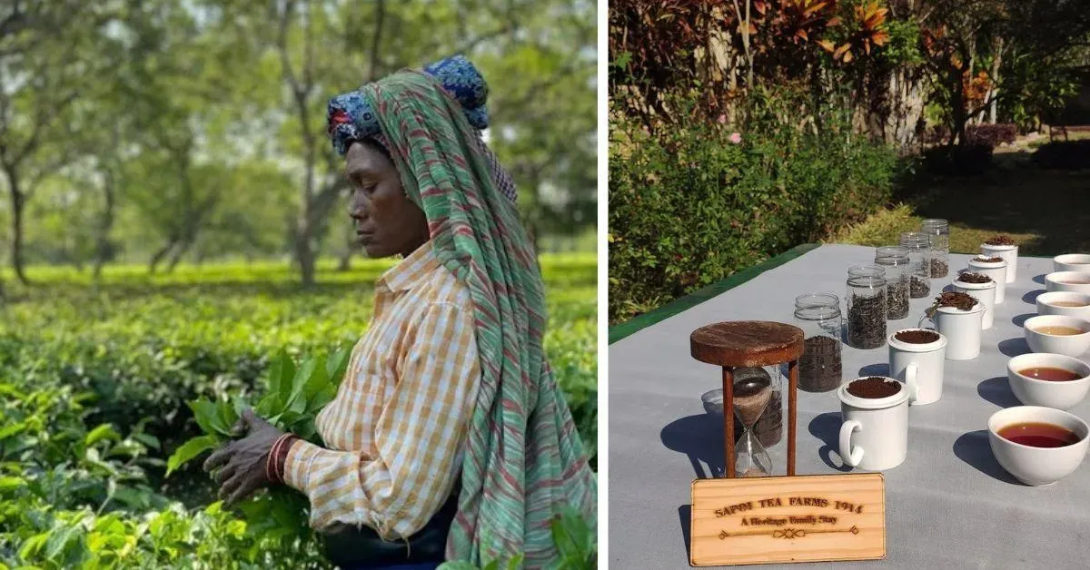 At the Sapoi Tea Farms, you can get a front-row seat to the process of tea manufacturing and engage in a tea tasting session.