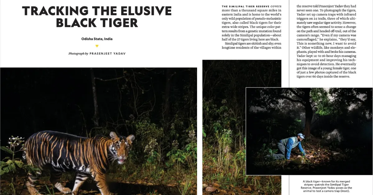 Elusive and shy, Similipal’s black tigers outsmarted cameras for weeks before Yadav finally secured rare frames.
