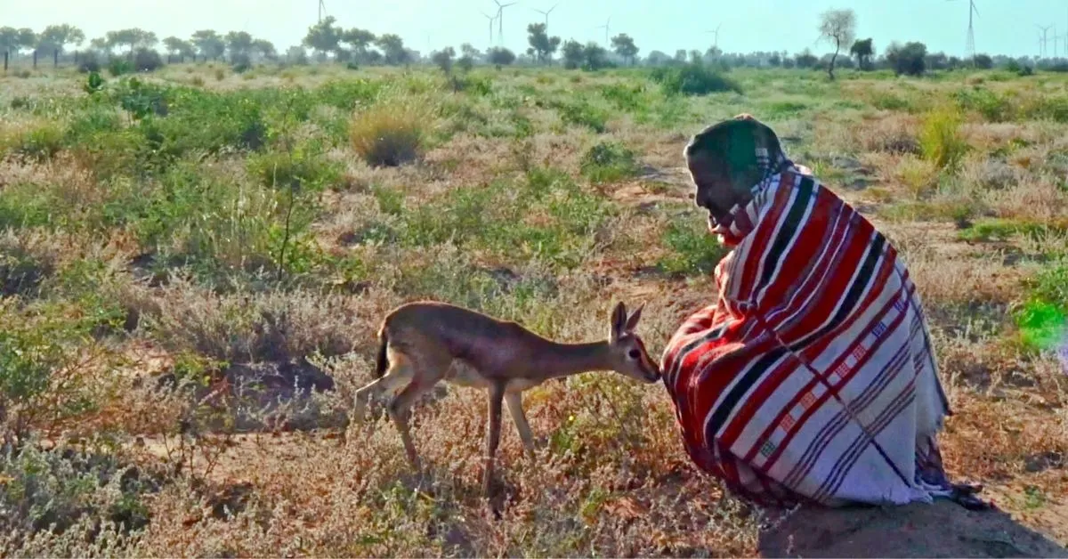 The people of Rajasthan's orans share a reciprocal relationship with the animals