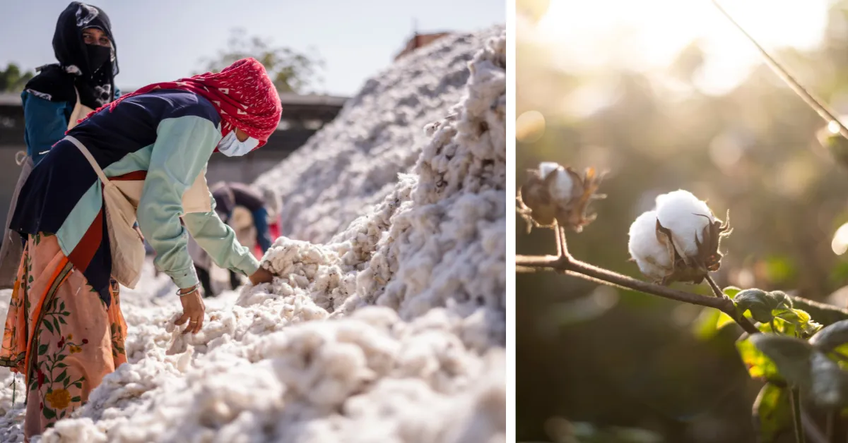 Beetle Regen conducts field workshops to train farmers in regenerative cotton practices across Madhya Pradesh.