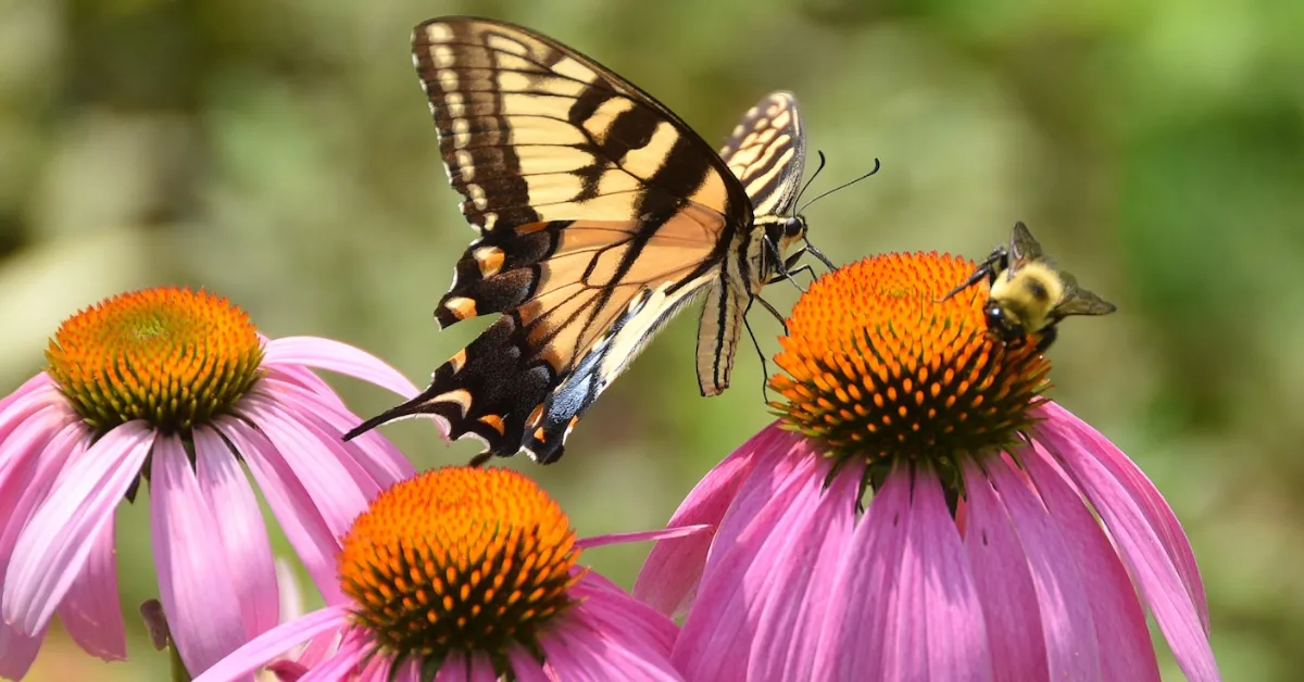 plants for pollinators