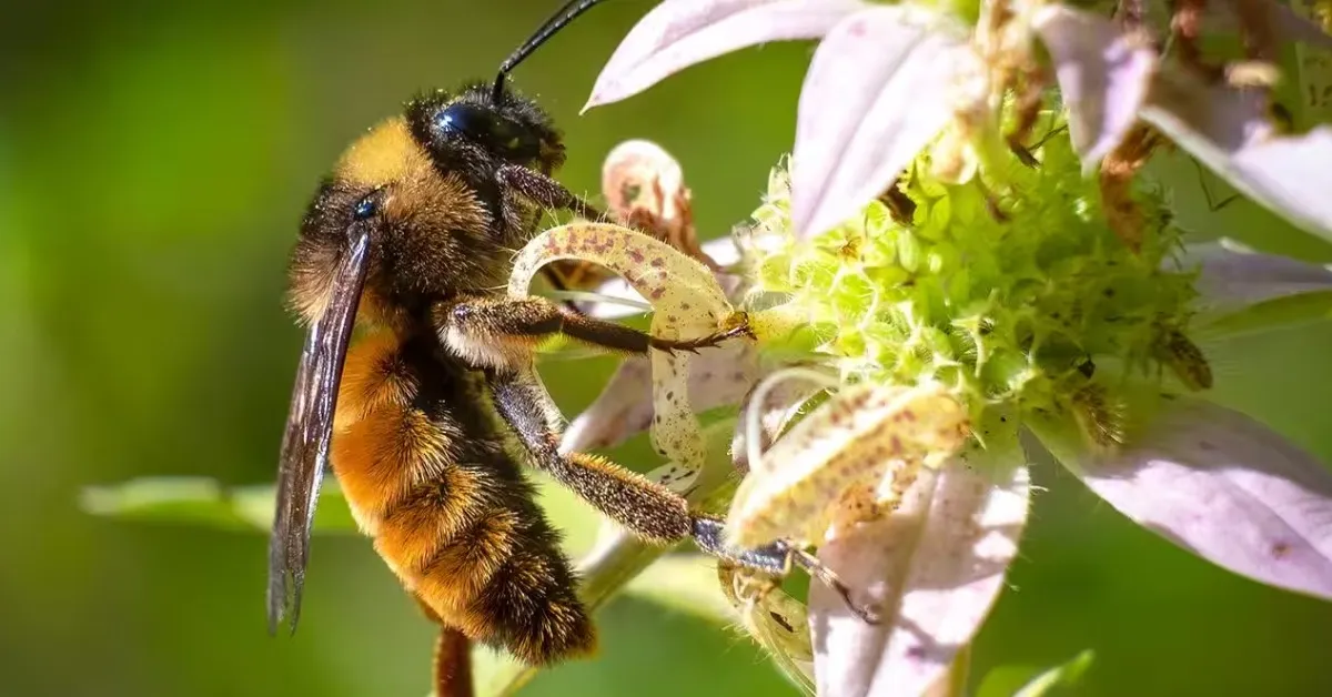 plants for pollinators