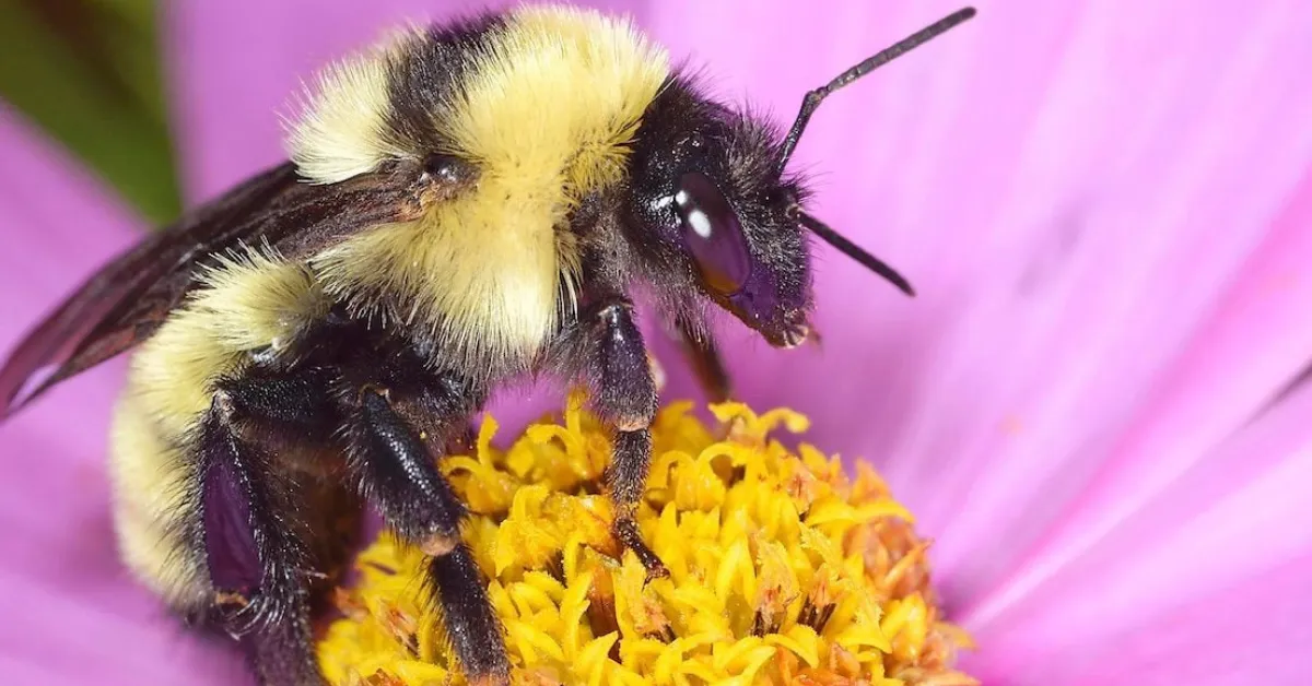 plants for pollinators