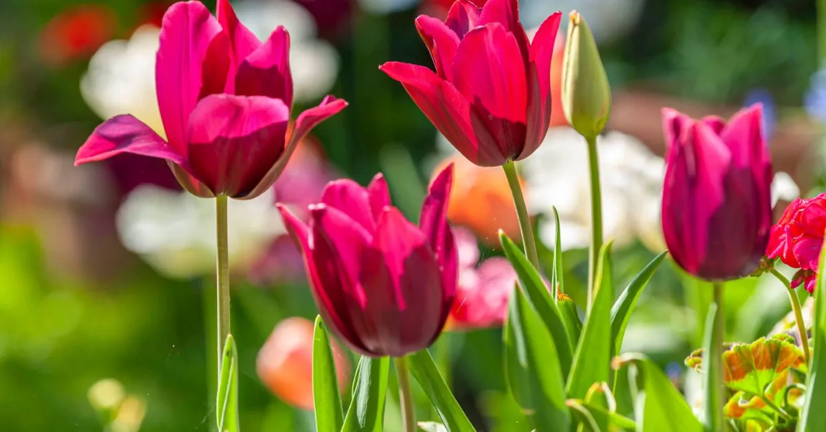 autumn flowering bulbs India
