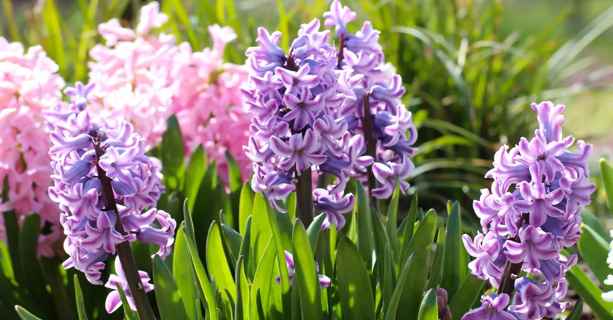 autumn flowering bulbs India