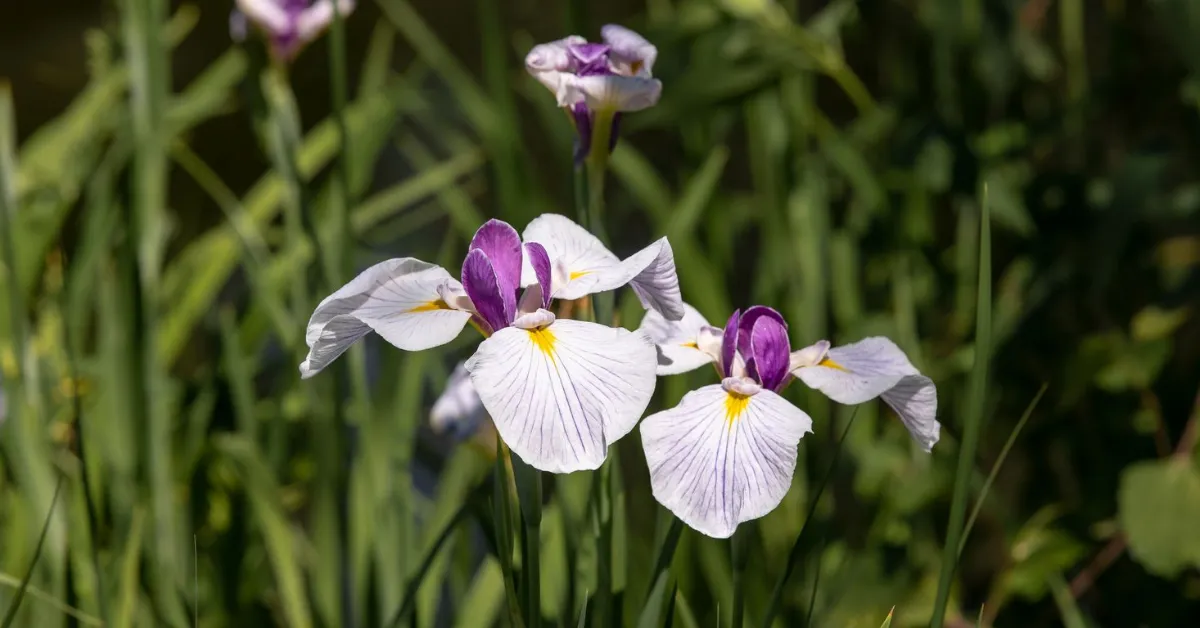 autumn flowering bulbs India