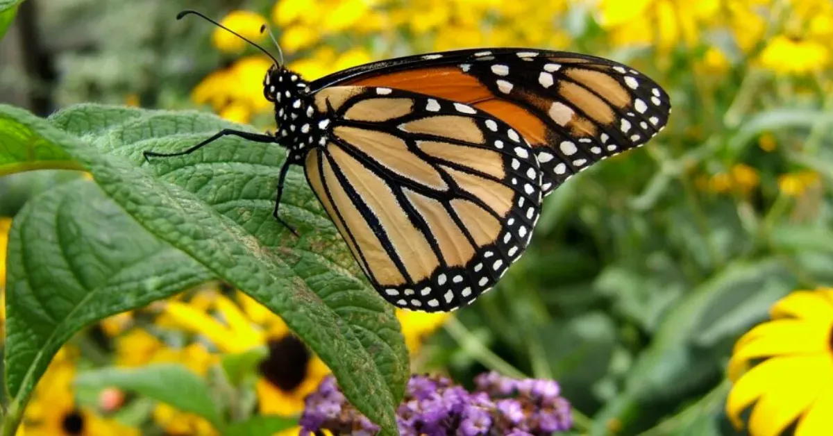 Plants that bloom at staggered intervals provide a continuous food source for pollinators.