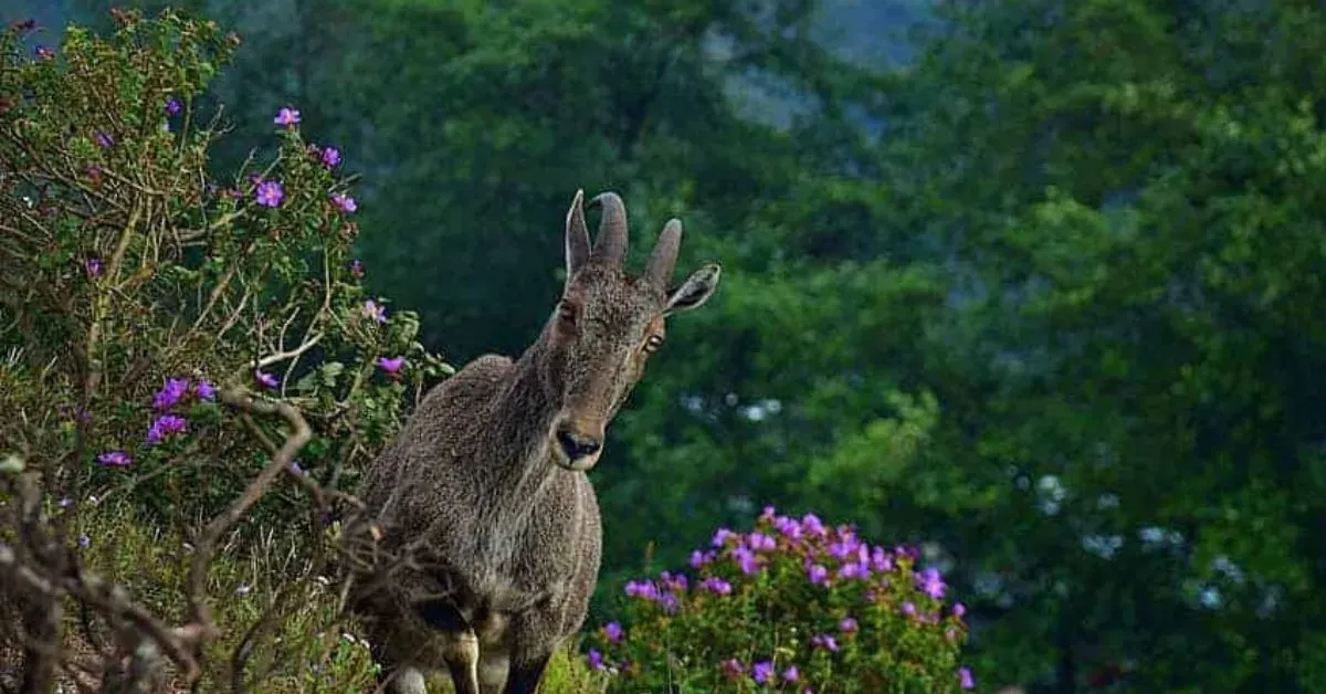 Eravikulam National Park is famous for being a sanctuary for the endangered Nilgiri Tahr, and the Neelakurinji flowers that bloom once every 12 years. Photograph: (Kerala Tourism)
