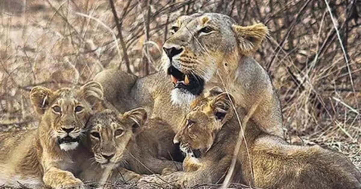 asiatic lions cub