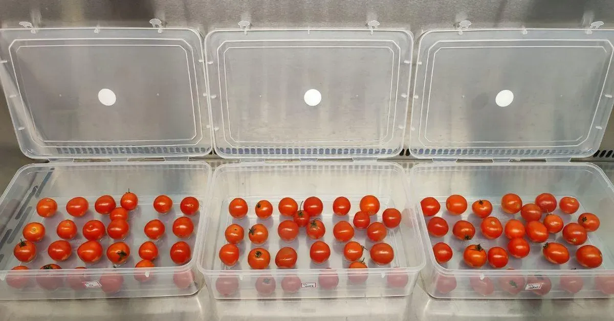 After tomatoes are wrapped in these innovative films, their lifespan extends by days or even weeks.