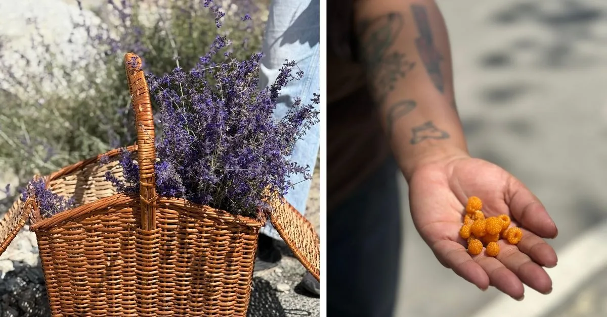 Russian sage foraged in Nubra Valley Ladakh (L) and hisalu (Golden Himalayan Raspberry) foraged near Mukteshwar  (R)