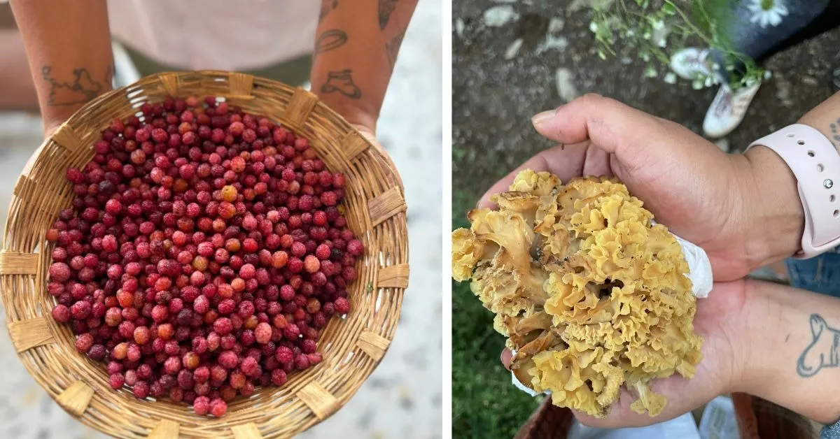 Kafal (bayberry) foraged in Uttarakhand (L) and chanterelle mushrooms foraged in Himachal Pradesh (R)