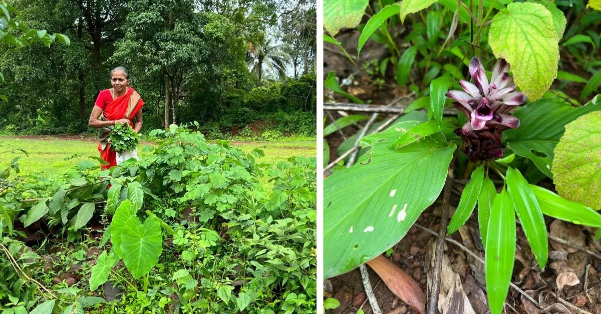 Takla foraged from Sawantwadi Maharashtra (L) and amba haldi foraged from a village in Goa (R)