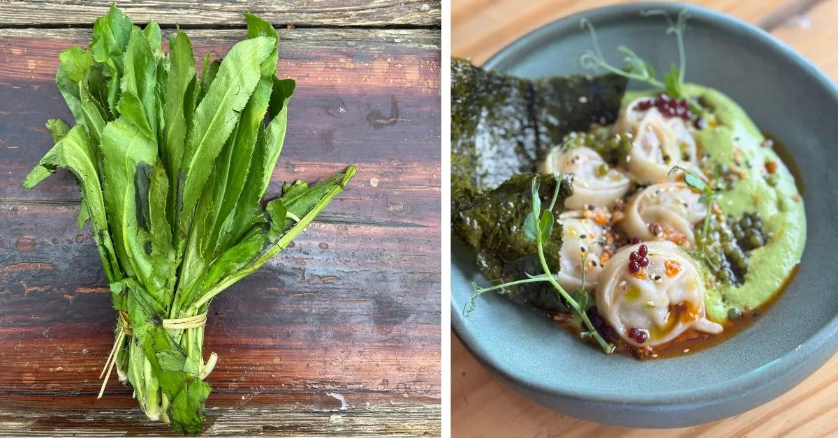 Sawtooth coriander from Manipuri communities (L) and dumplings with kilmora, cane fruit and sawtooth coriander (R)