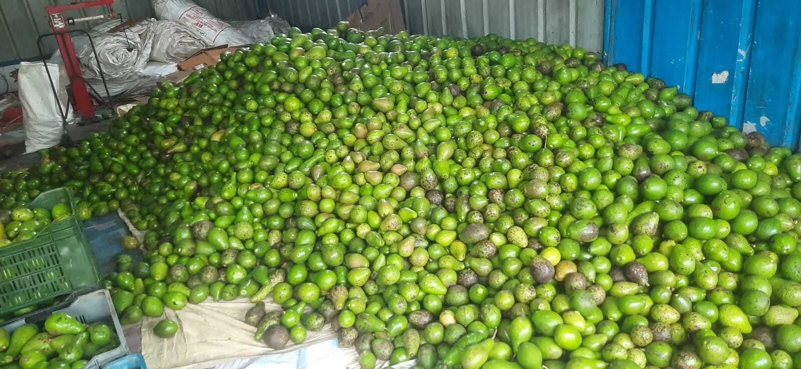Fresh Harvest of Avocados