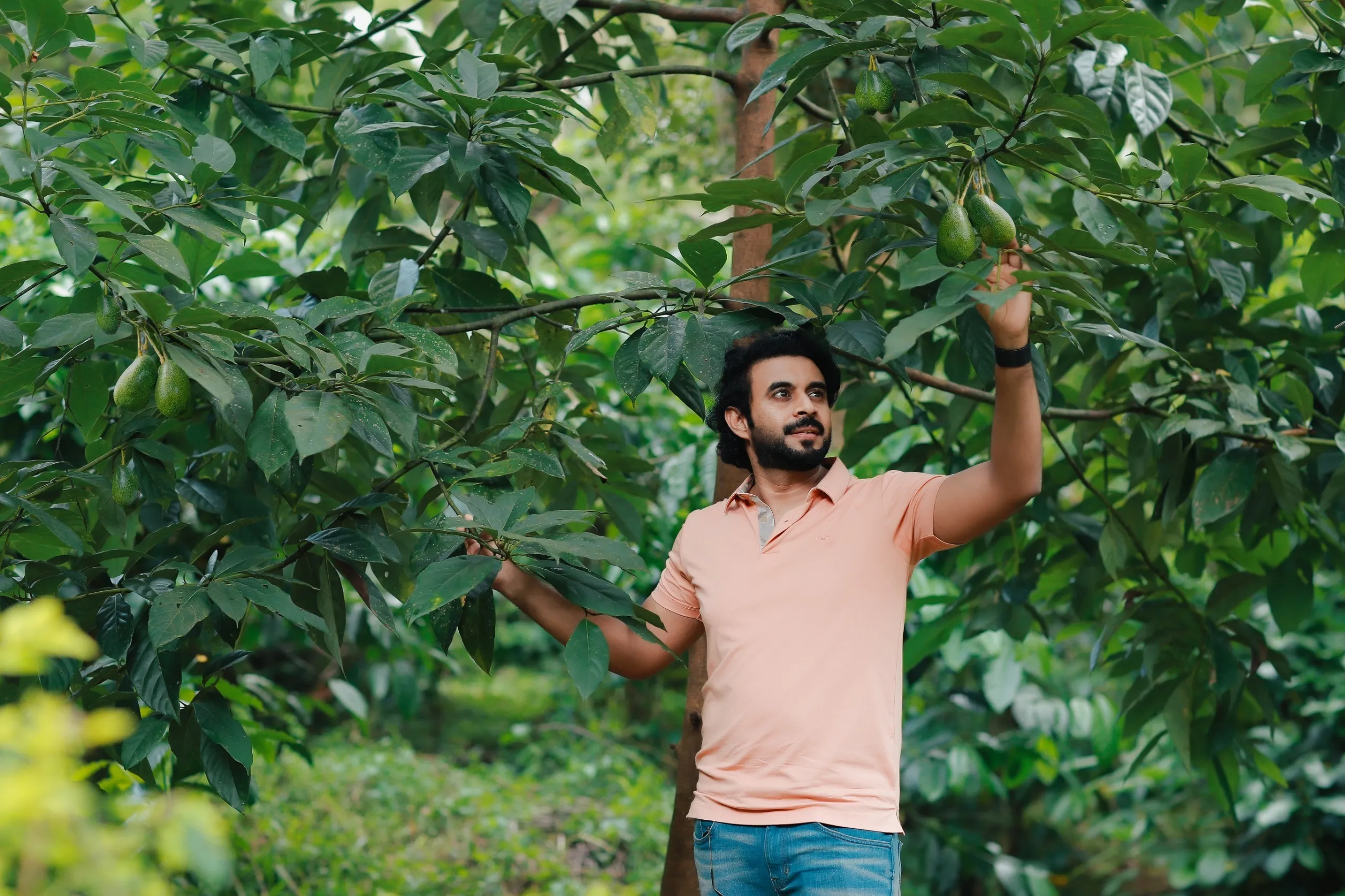 Ambalavayal avocado Kerala