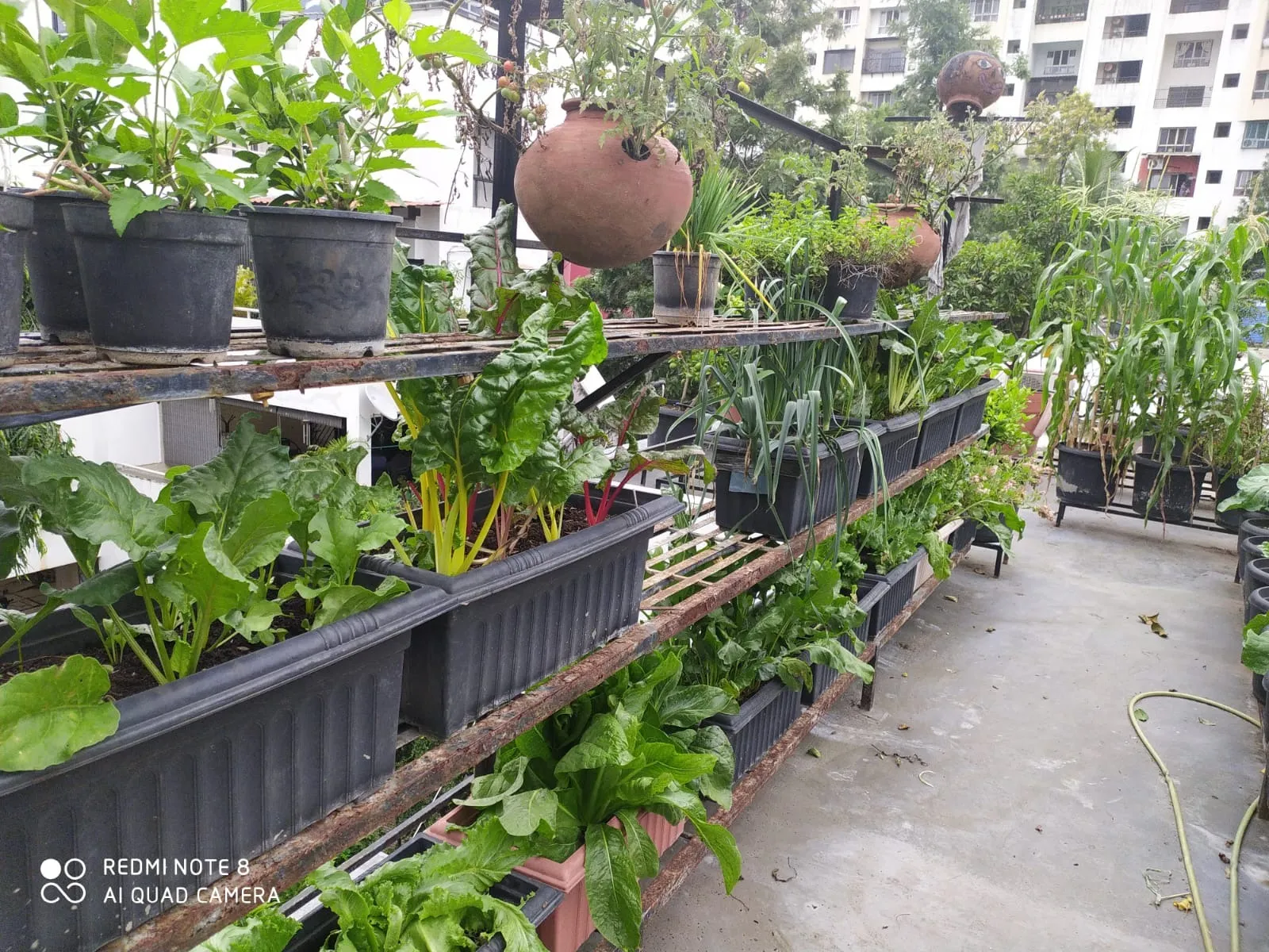 no-soil terrace garden Pune
