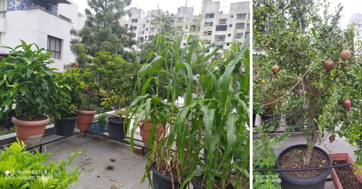 no-soil terrace garden Pune