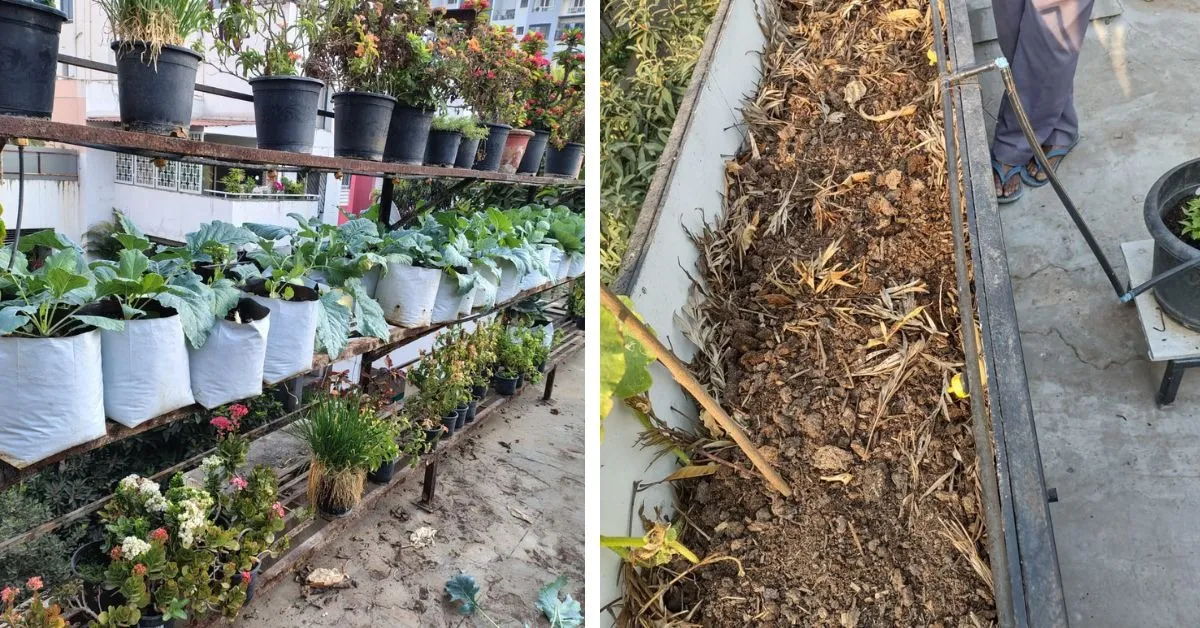 no-soil terrace garden Pune