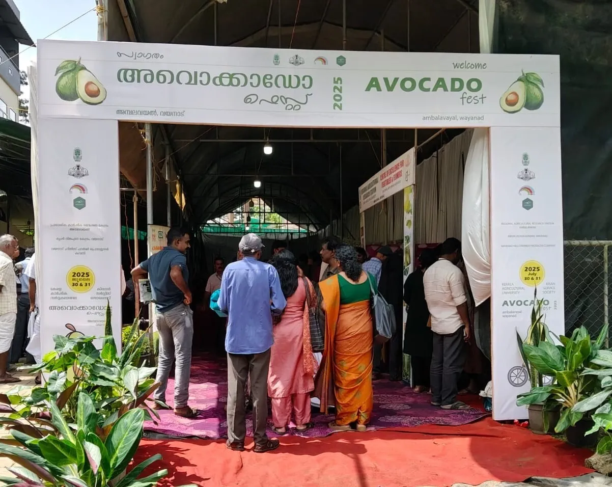 Ambalavayal avocado Kerala