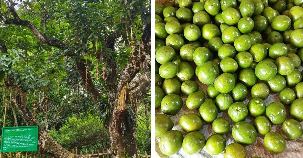 Ambalavayal avocado Kerala