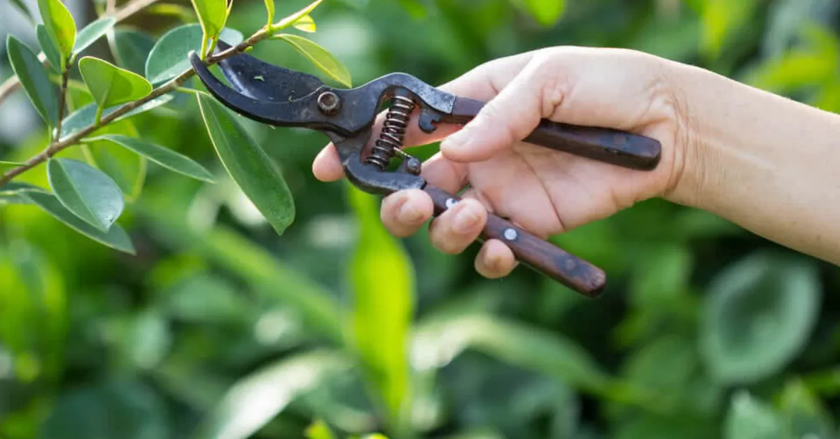 autumn garden care