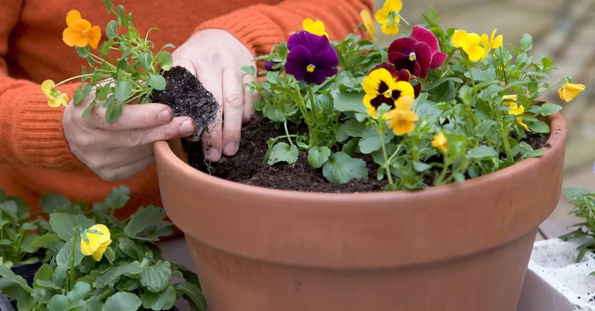 autumn garden care