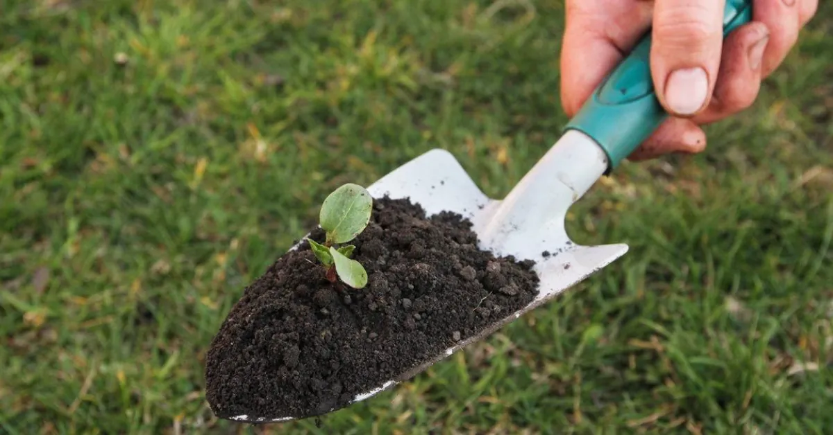 autumn garden care