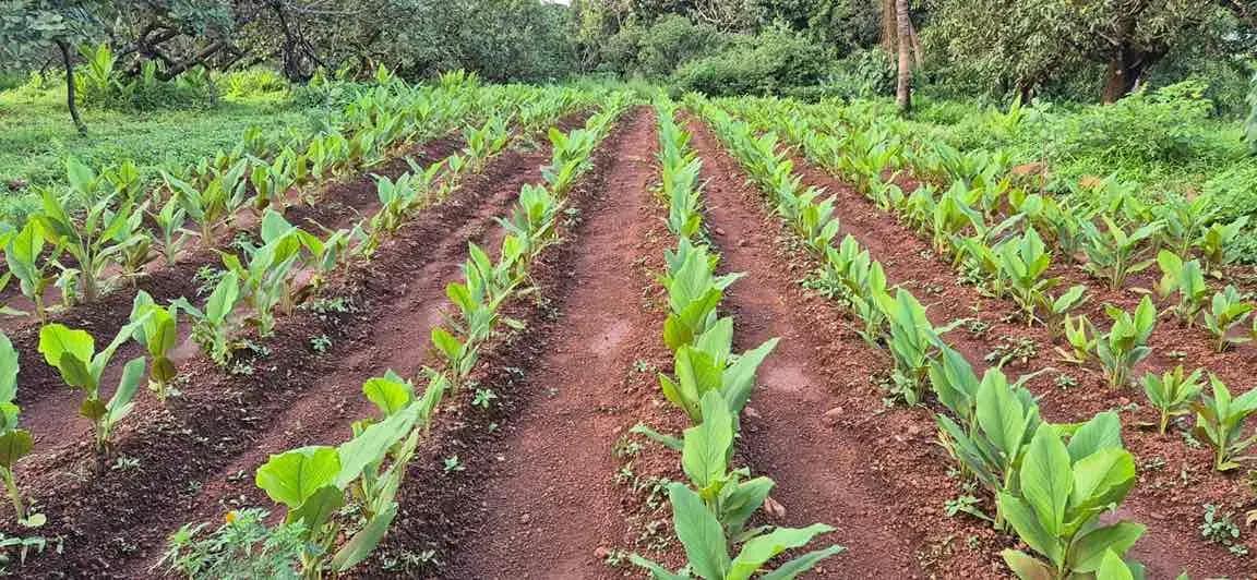 Farmer Sachin Karekar examines his bright yellow turmeric harvest — a high-yield variety he developed after years of trials in Ratnagiri.