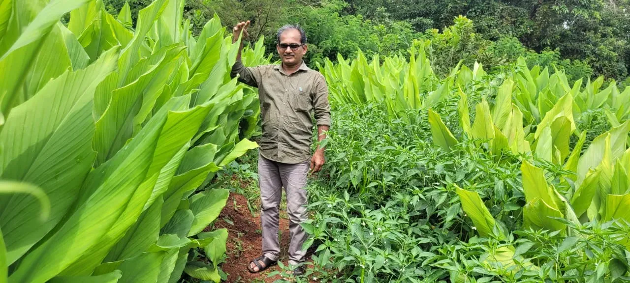 Farmer Sachin Karekar examines his bright yellow turmeric harvest — a high-yield variety he developed after years of trials in Ratnagiri.