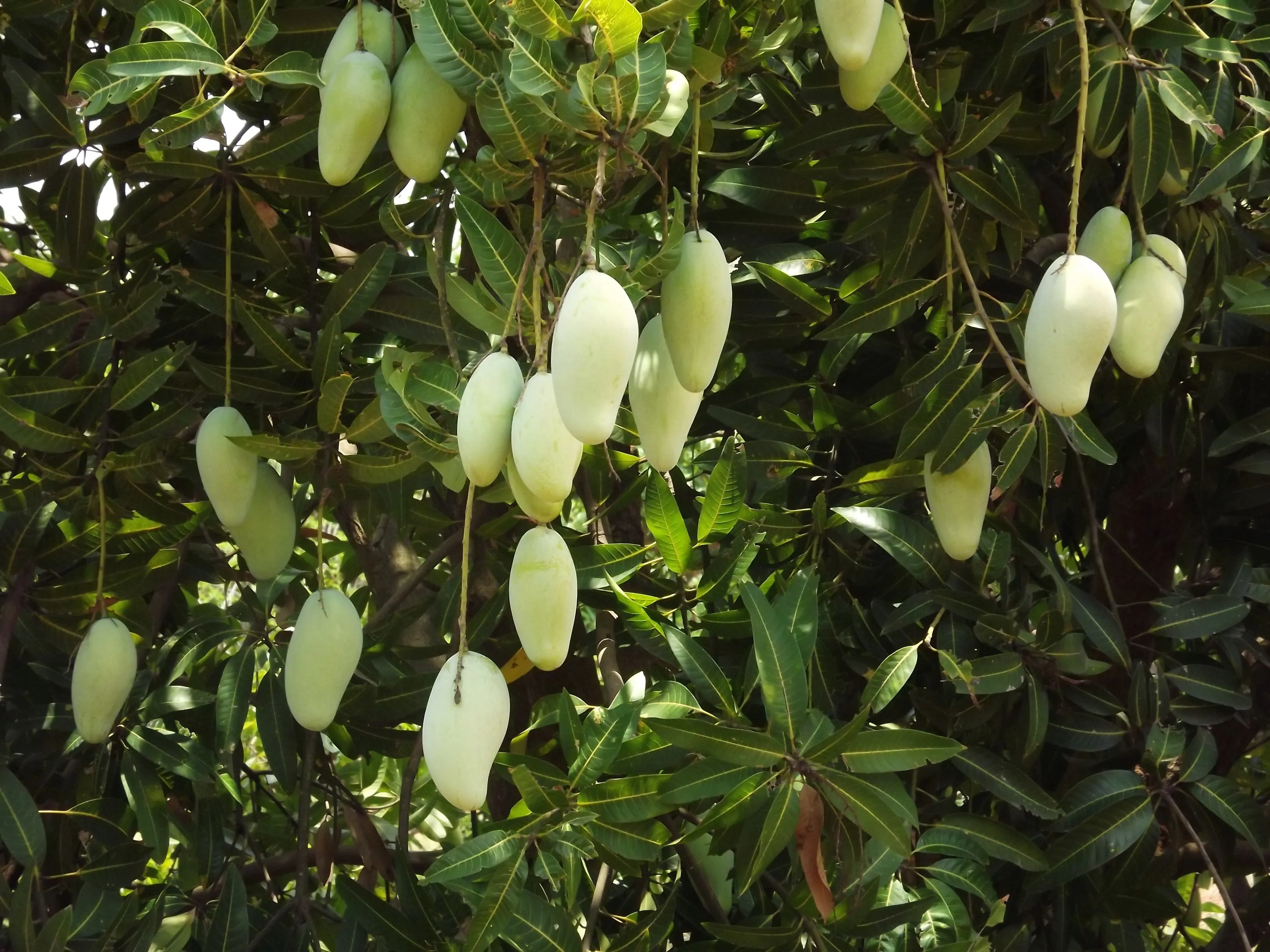 Amrutam Mango hanging from tree