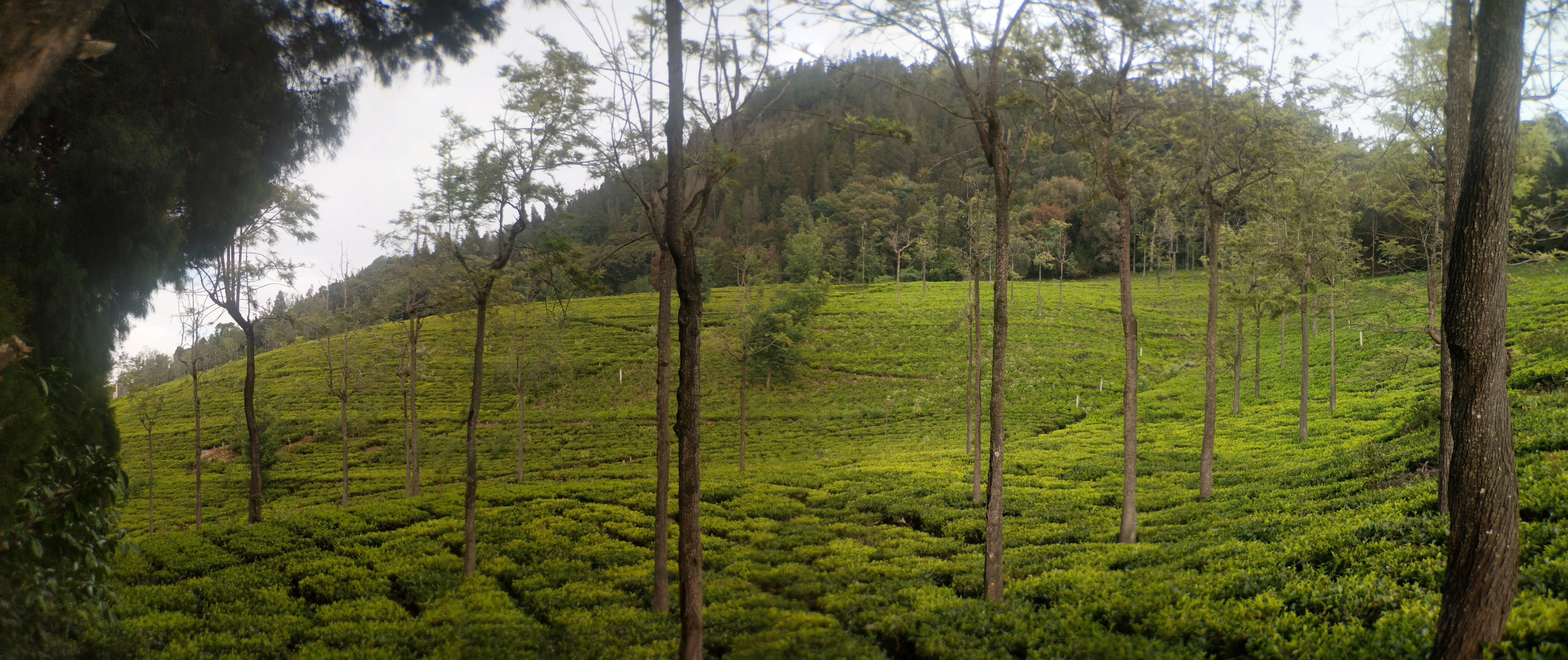 Nilgiris