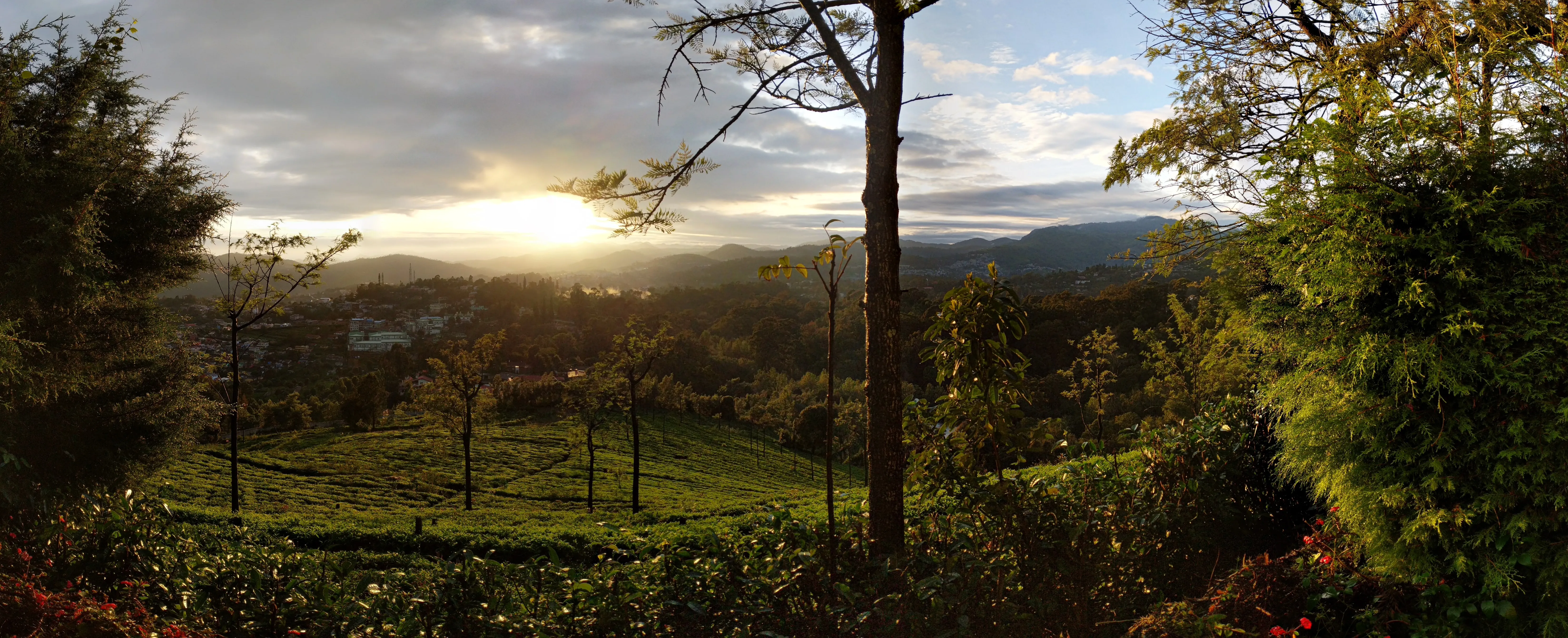 Nilgiri estate