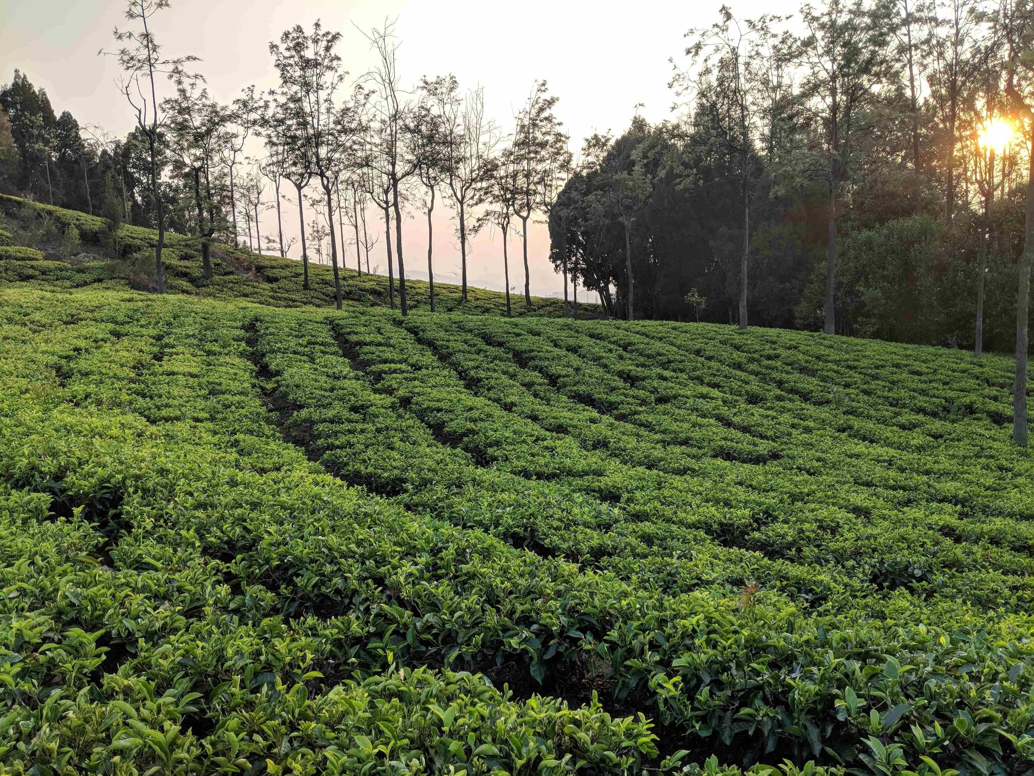Nilgiri tea estate during sunset