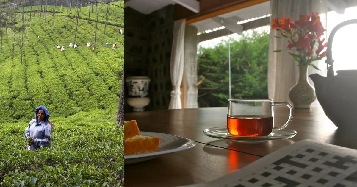 Nilgiri tea