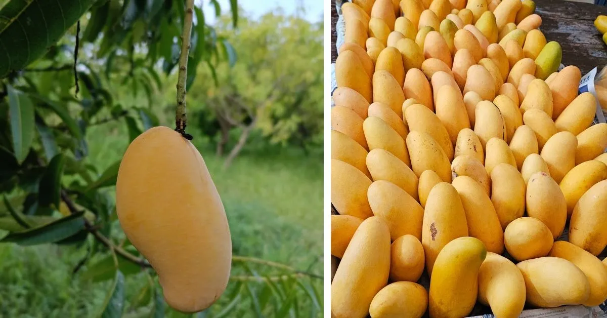 Amrutham Ice Fruit Mango
