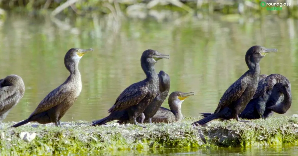 bird conservation menar