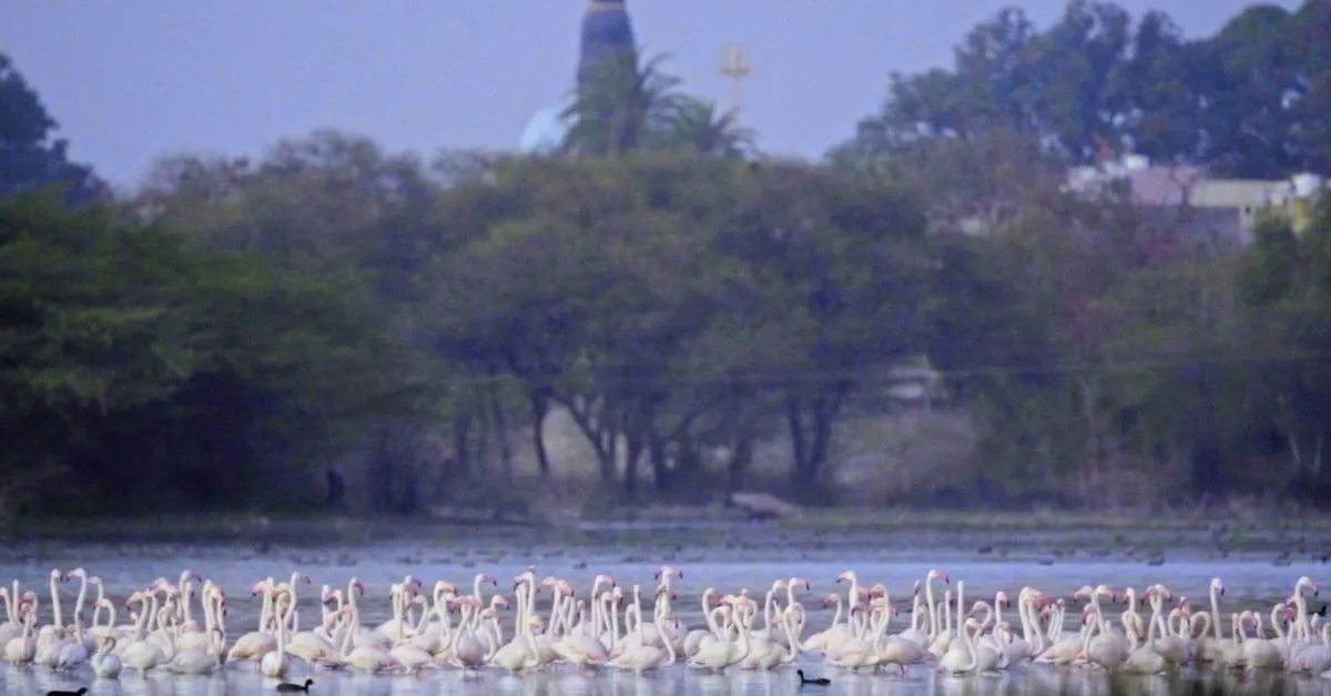 bird conservation menar (3)