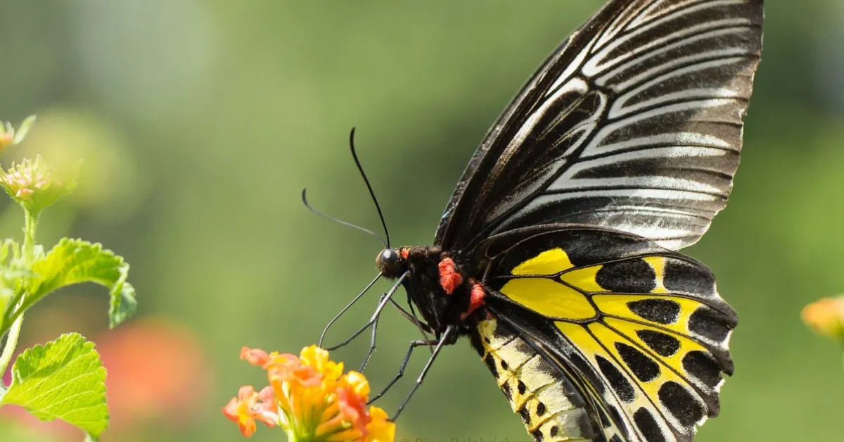 Brahmavar butterfly sanctuary