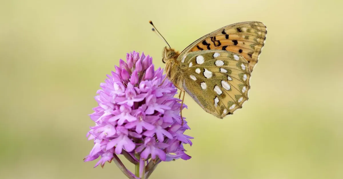 Brahmavar butterfly sanctuary