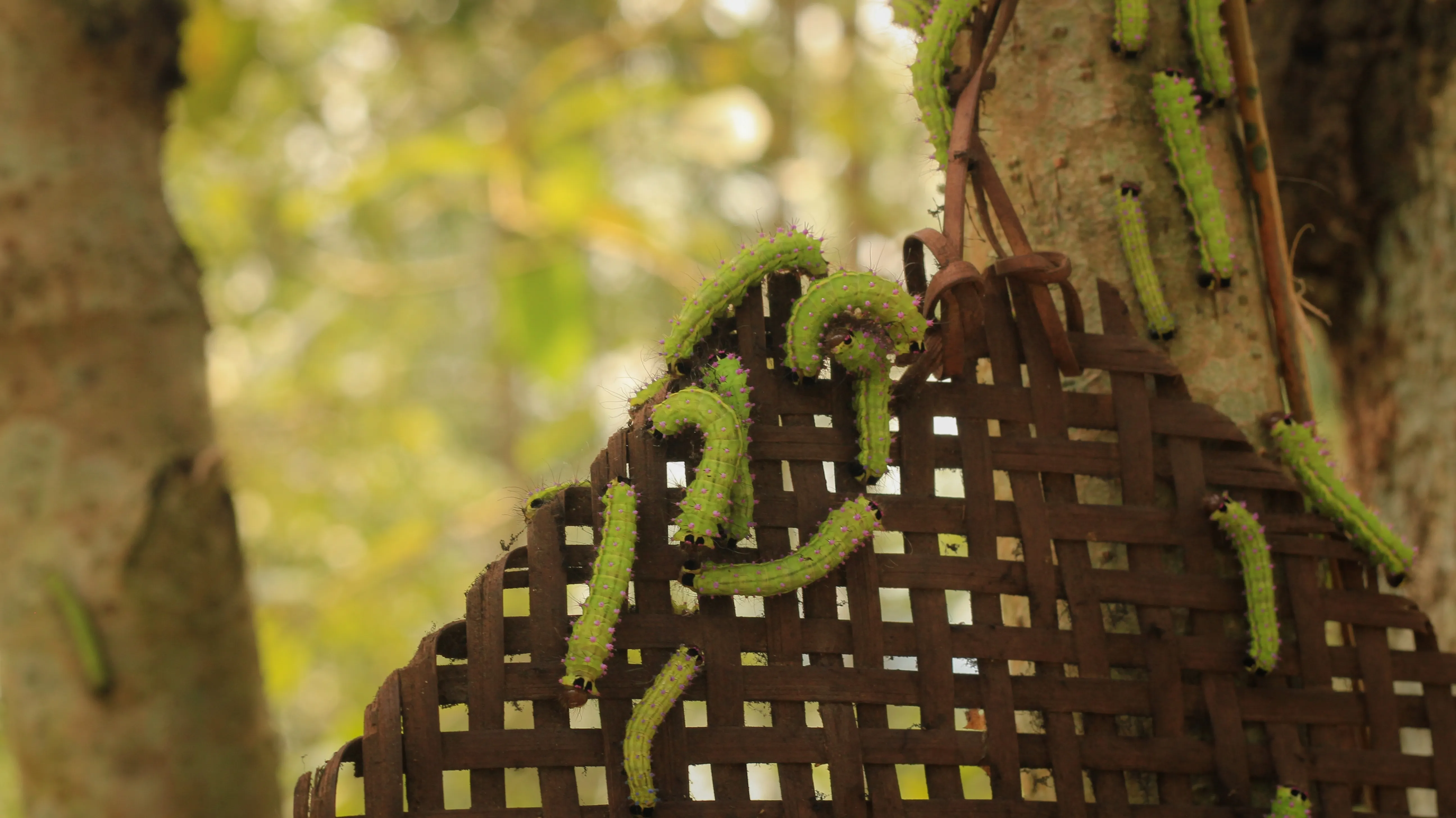 Muga silkworms