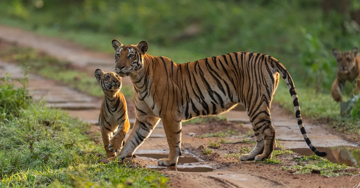 Budget trip to Kabini