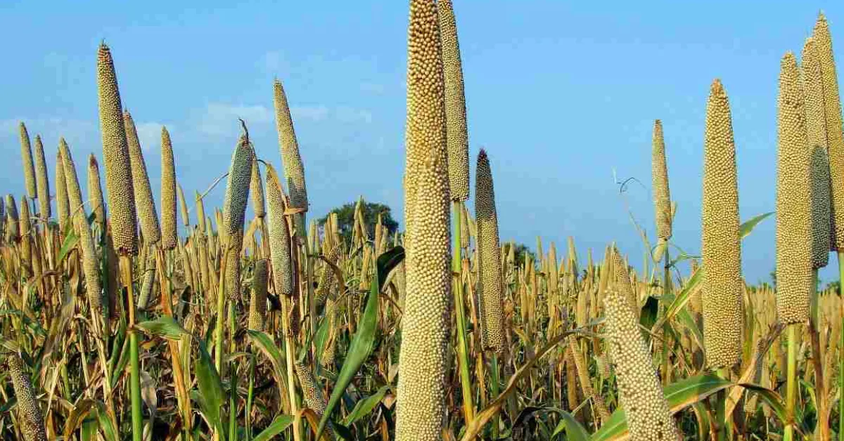 Harvesting kharif crops