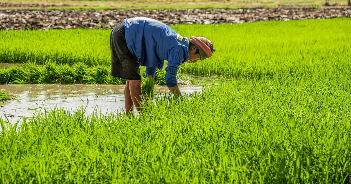 Harvesting kharif crops