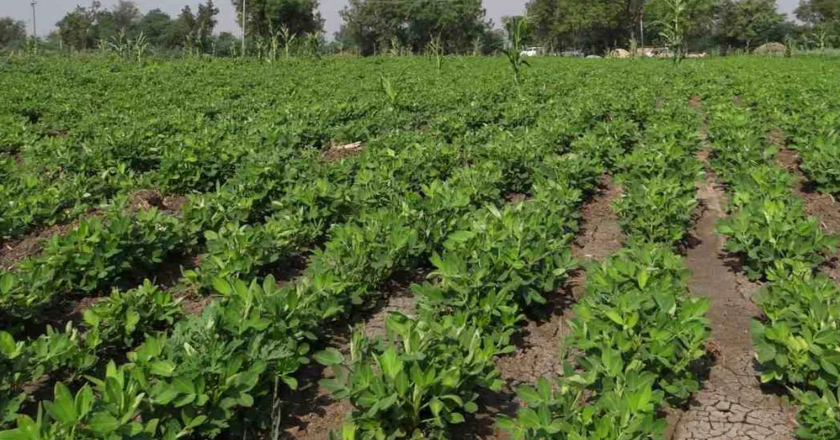 Harvesting kharif crops